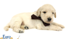 Lucy_Bentley_March2021_4WK_Mr Brown_1