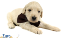 Lucy_Bentley_March2021_4WK_Mr Brown_2