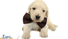 Lucy_Bentley_March2021_4WK_Mr Brown_3