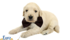 Lucy_Bentley_March2021_4WK_Mr Brown_4