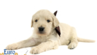 Lucy_Bentley_March2021_4WK_Mr Brown_5