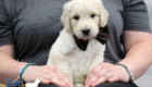 Lucy_Bentley_March2021_6WK_Mr Brown_2