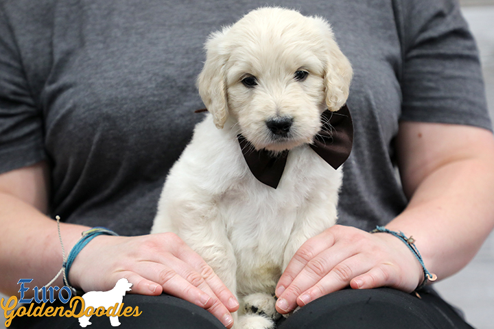 Lucy_Bentley_March2021_6WK_Mr Brown_2 Lucy_Bentley_March2021_6WK_Mr Brown_2