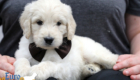 Lucy_Bentley_March2021_6WK_Mr Brown_3
