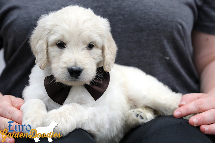 Lucy_Bentley_March2021_6WK_Mr Brown_3 Lucy_Bentley_March2021_6WK_Mr Brown_3