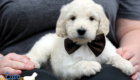 Lucy_Bentley_March2021_6WK_Mr Brown_4