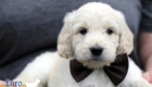 Lucy_Bentley_March2021_6WK_Mr Brown_5