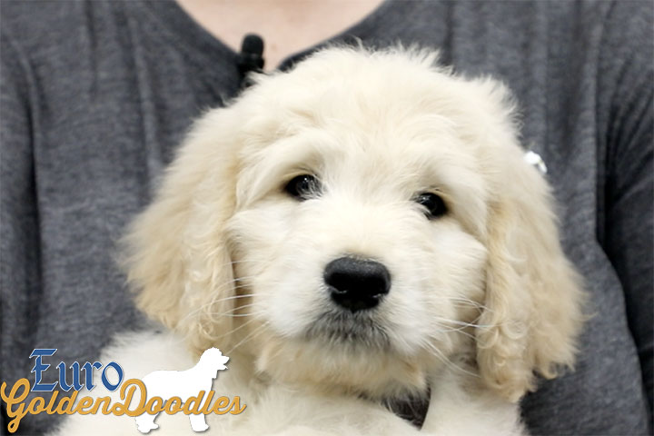 Lucy_Bentley_March2021_8WK_Mr. Brown_1 Lucy_Bentley_March2021_8WK_Mr. Brown_1