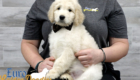 Lucy_Bentley_March2021_8WK_Mr. Brown_2