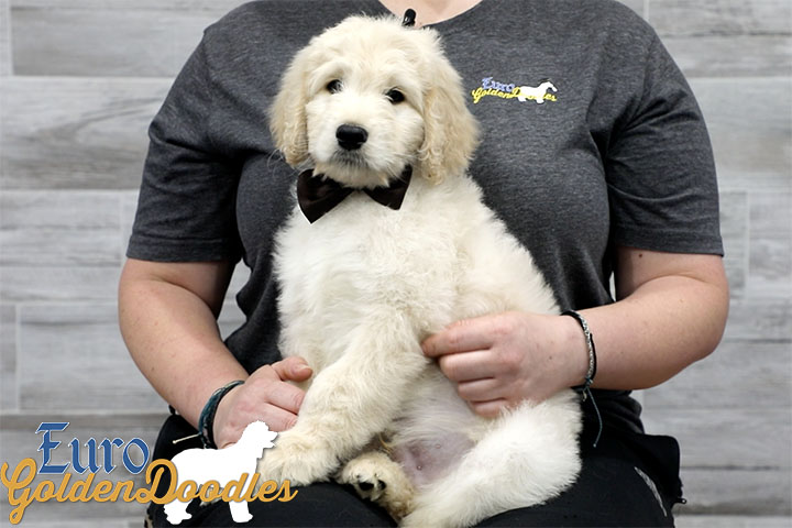 Lucy_Bentley_March2021_8WK_Mr. Brown_2 Lucy_Bentley_March2021_8WK_Mr. Brown_2