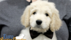 Lucy_Bentley_March2021_8WK_Mr. Brown_3