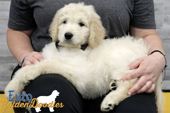 Lucy_Bentley_March2021_8WK_Mr. Brown_4 Lucy_Bentley_March2021_8WK_Mr. Brown_4