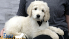 Lucy_Bentley_March2021_8WK_Mr. Brown_6