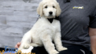 Lucy_Bentley_March2021_8WK_Mr. Brown_7