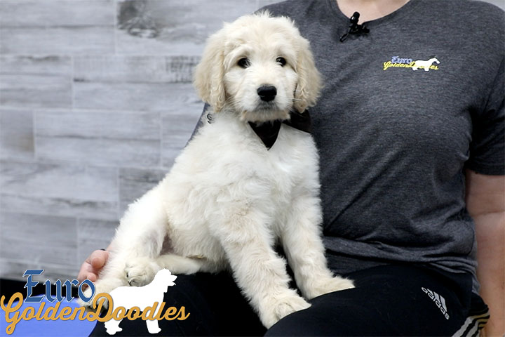 Lucy_Bentley_March2021_8WK_Mr. Brown_7 Lucy_Bentley_March2021_8WK_Mr. Brown_7