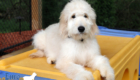 Lucy_Bentley_Feb2021_18WK_Mr Brown_3