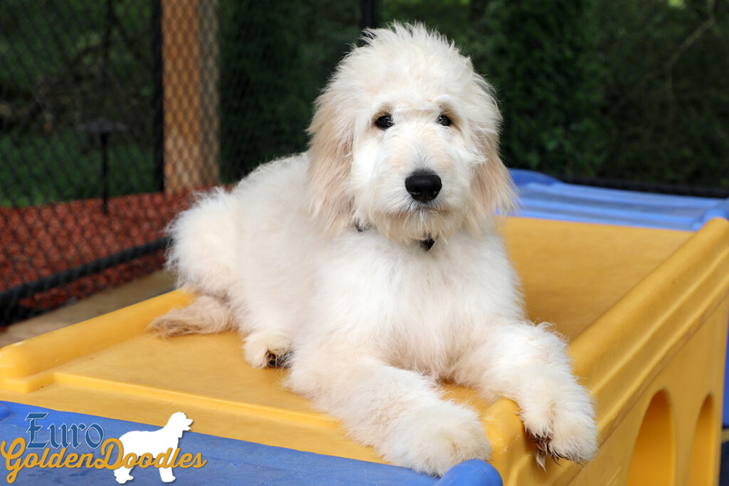 Lucy_Bentley_Feb2021_18WK_Mr Brown_3 Lucy_Bentley_Feb2021_18WK_Mr Brown_3