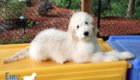 Lucy_Bentley_Feb2021_18WK_Mr Brown_4