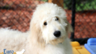 Lucy_Bentley_Feb2021_18WK_Mr Brown_5
