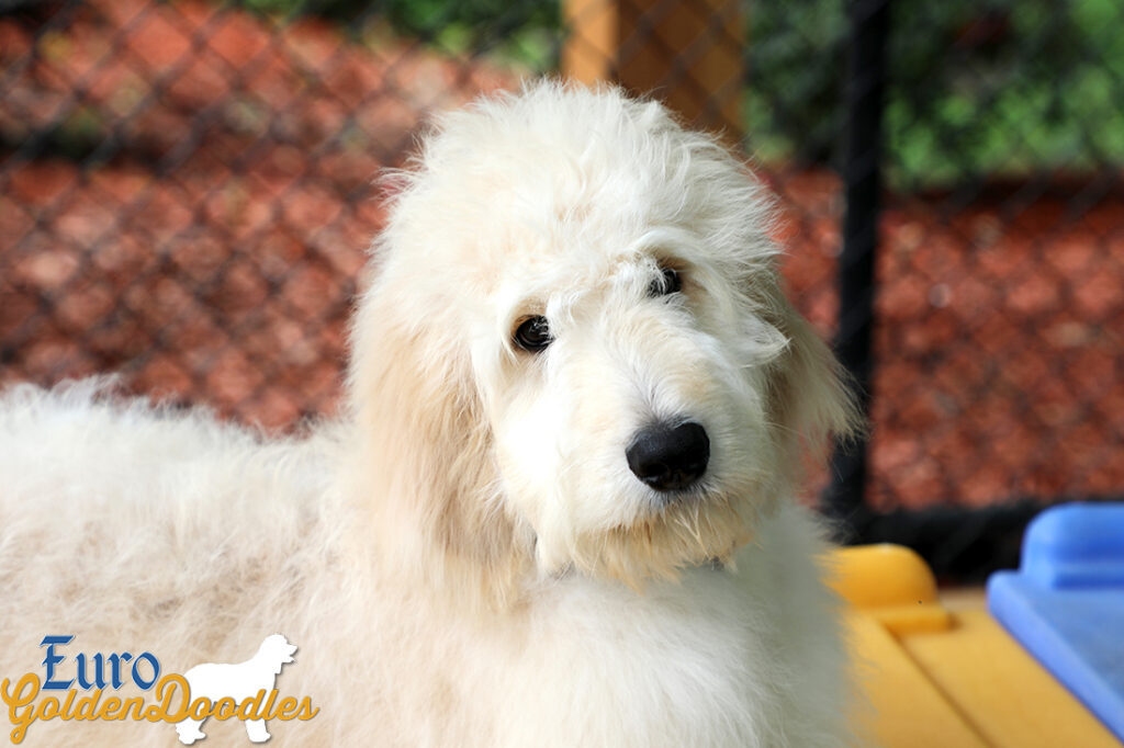 Lucy_Bentley_Feb2021_18WK_Mr Brown_5 Lucy_Bentley_Feb2021_18WK_Mr Brown_5