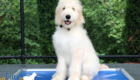 Lucy_Bentley_Feb2021_18WK_Mr Brown_8