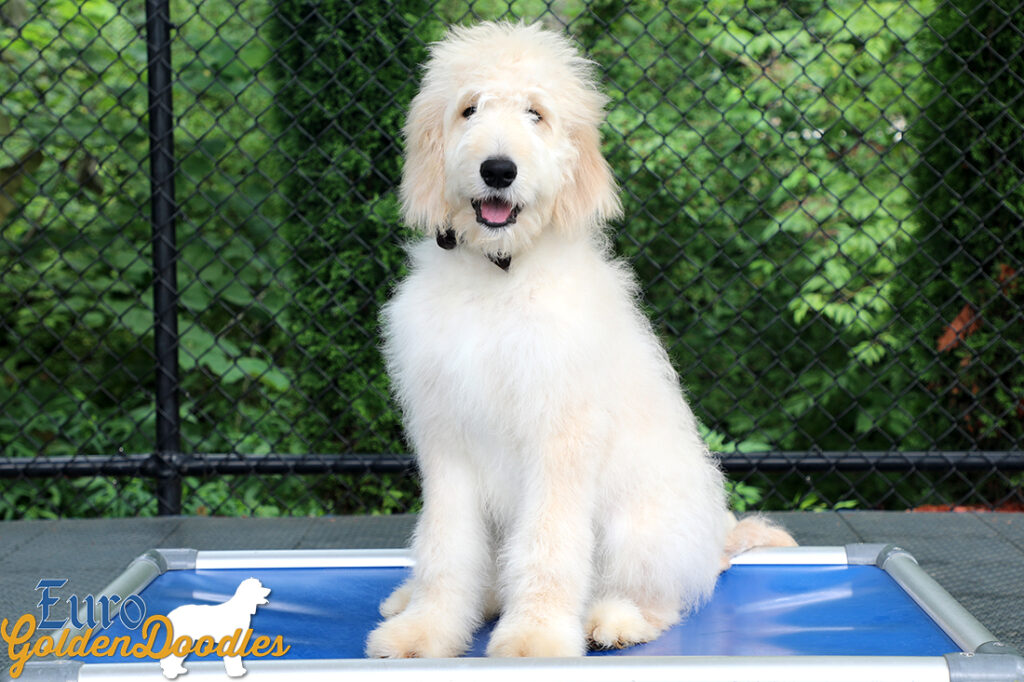 Lucy_Bentley_Feb2021_18WK_Mr Brown_8 Lucy_Bentley_Feb2021_18WK_Mr Brown_8