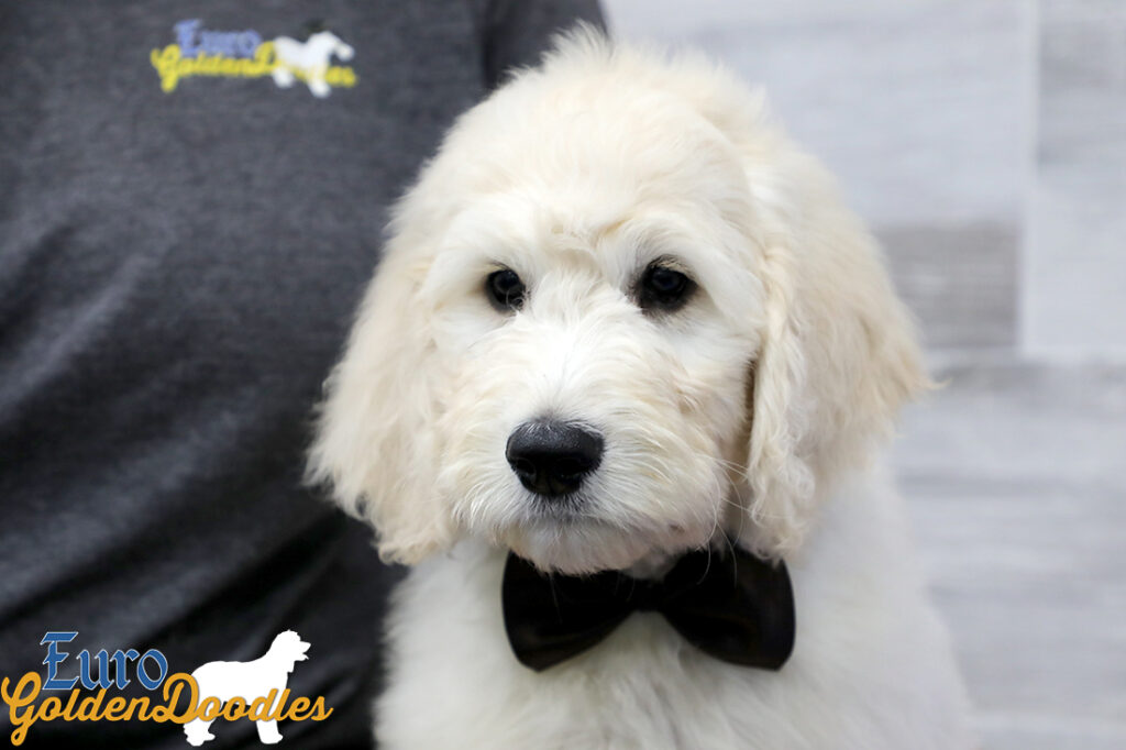 Emma_Koji_March2021_10WK_Mr. Brown_2 Emma_Koji_March2021_10WK_Mr. Brown_2