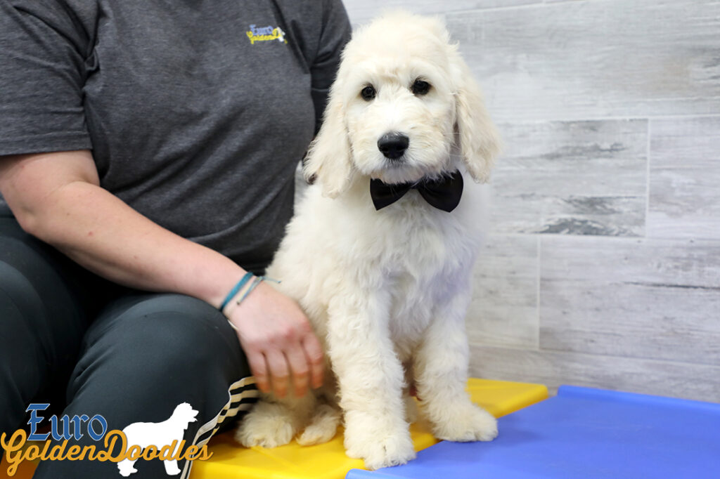 Emma_Koji_March2021_10WK_Mr. Brown_5 Emma_Koji_March2021_10WK_Mr. Brown_5