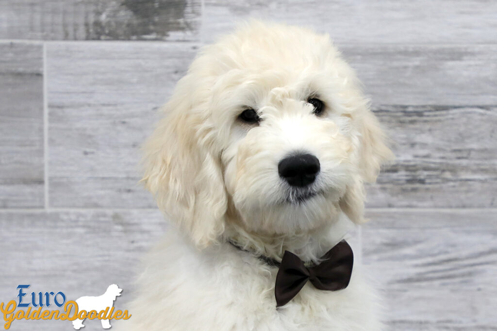 Emma_Koji_March2021_14WK_Mr. Brown_2 Emma_Koji_March2021_14WK_Mr. Brown_2