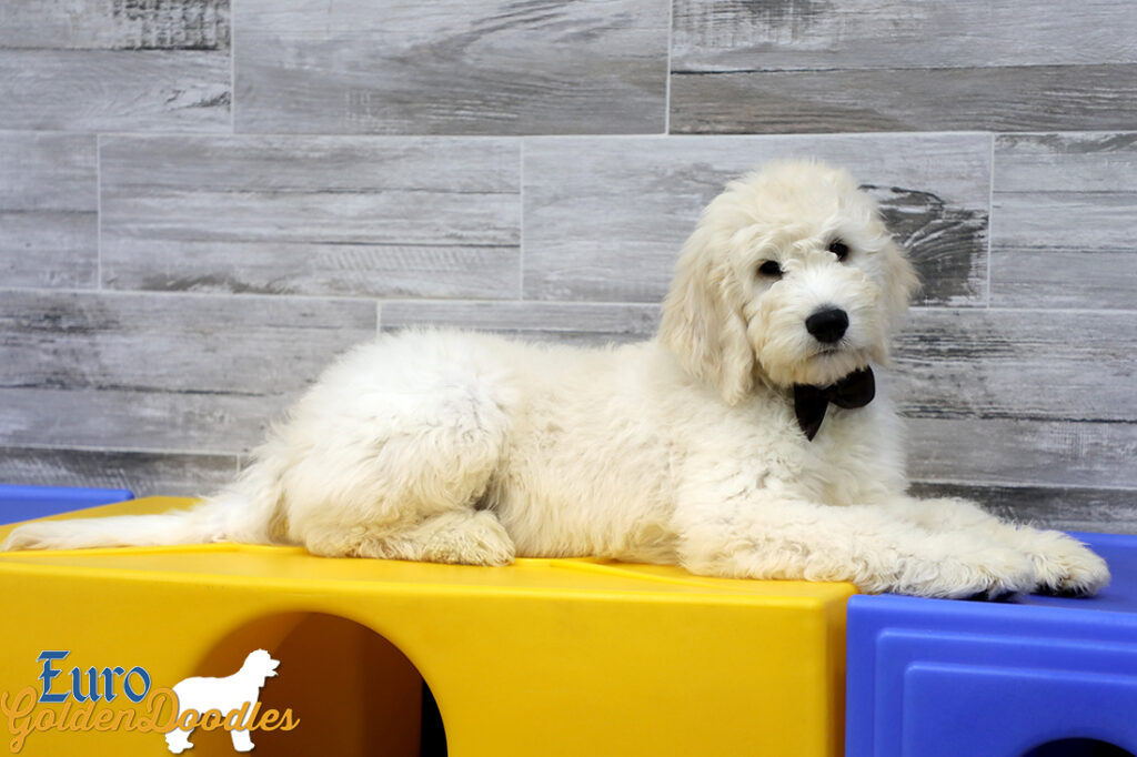 Emma_Koji_March2021_14WK_Mr. Brown_4 Emma_Koji_March2021_14WK_Mr. Brown_4