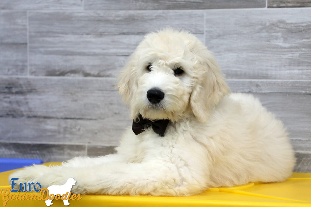 Emma_Koji_March2021_14WK_Mr. Brown_5 Emma_Koji_March2021_14WK_Mr. Brown_5