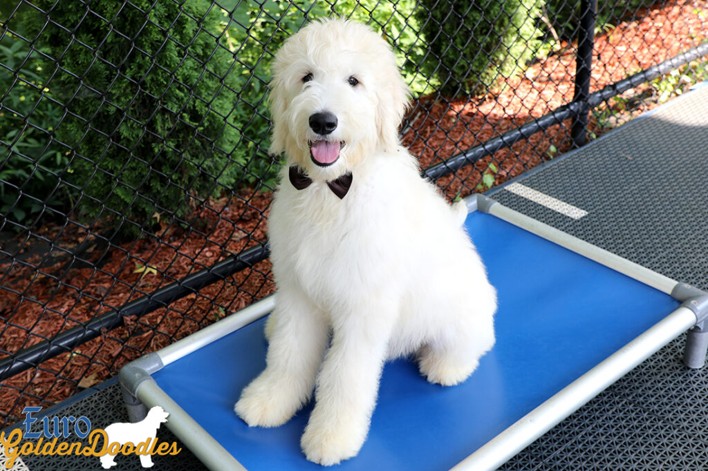 Emma_Koji_March2021_19WK_Mr. Brown_4 Emma_Koji_March2021_19WK_Mr. Brown_4