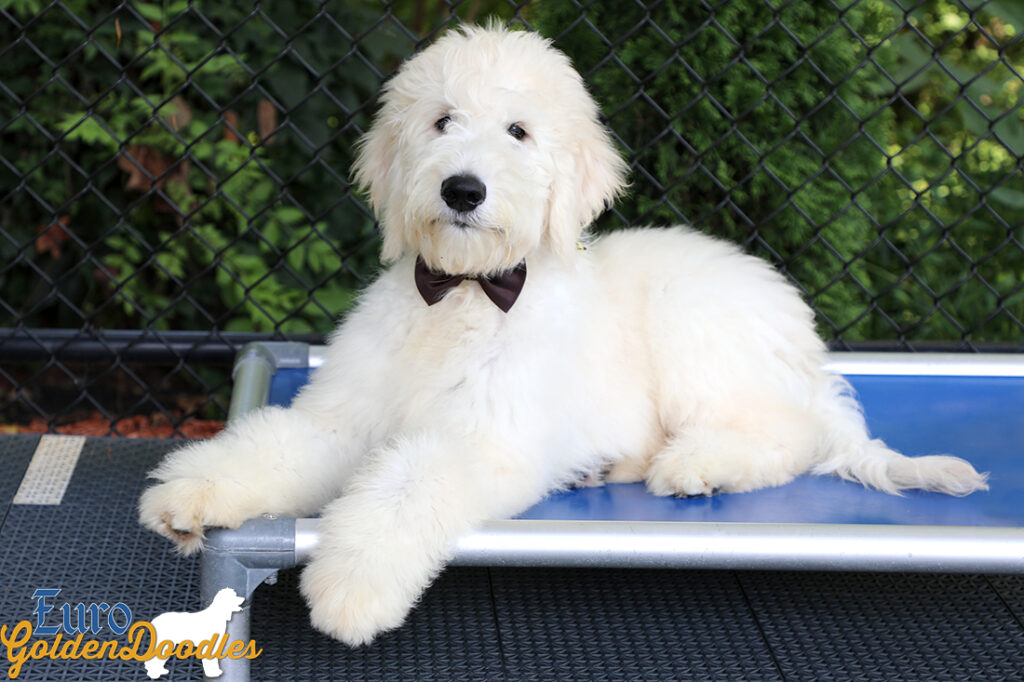Emma_Koji_March2021_19WK_Mr. Brown_5 Emma_Koji_March2021_19WK_Mr. Brown_5