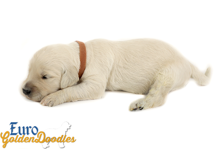Emma_Koji_March2021_2Wk_Mr. Brown_1 Emma_Koji_March2021_2Wk_Mr. Brown_1