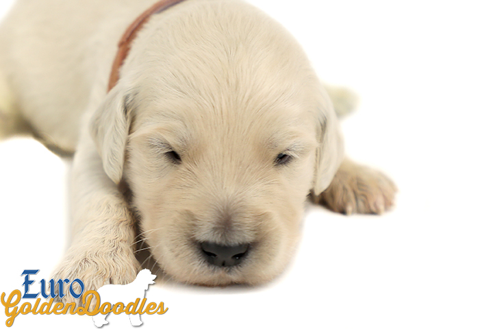 Emma_Koji_March2021_2Wk_Mr. Brown_2 Emma_Koji_March2021_2Wk_Mr. Brown_2