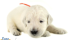 Lucy_Tucker_Aug2021_2WK_Mr. Orange_1