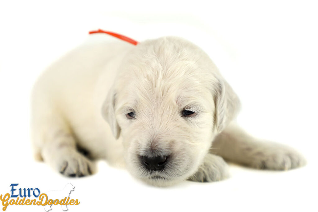 Lucy_Tucker_Aug2021_2WK_Mr. Orange_1 Lucy_Tucker_Aug2021_2WK_Mr. Orange_1