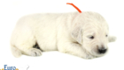 Lucy_Tucker_Aug2021_2WK_Mr. Orange_2