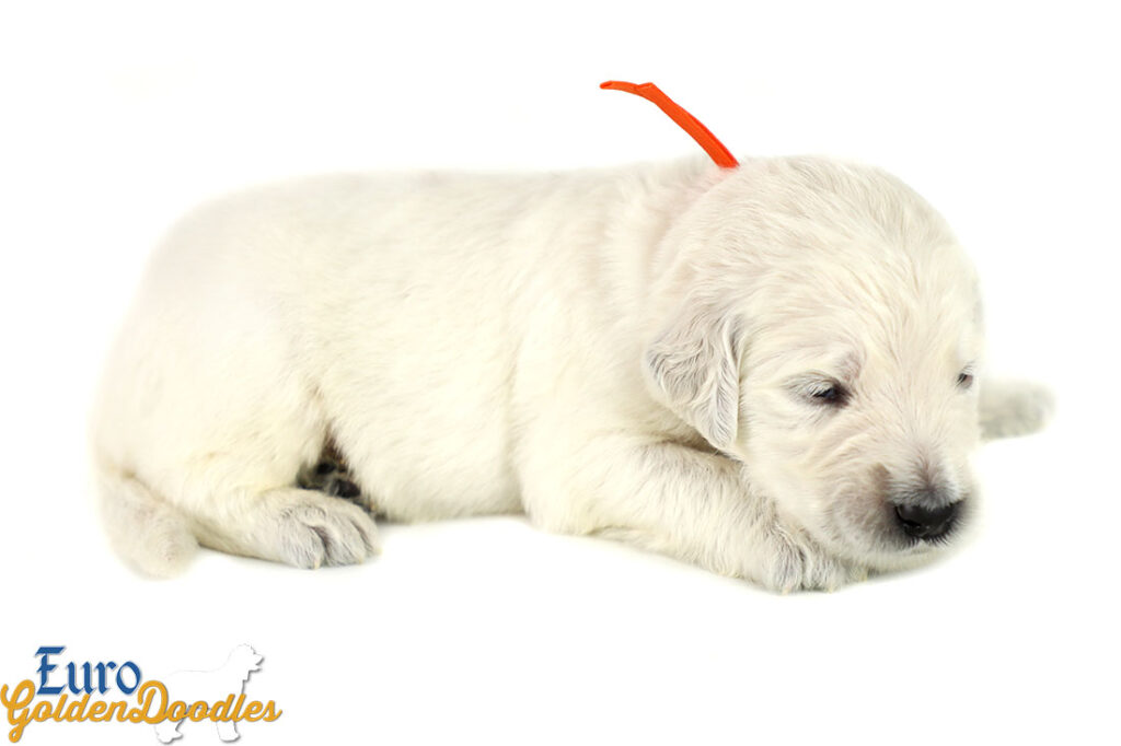 Lucy_Tucker_Aug2021_2WK_Mr. Orange_2 Lucy_Tucker_Aug2021_2WK_Mr. Orange_2