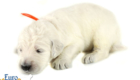 Lucy_Tucker_Aug2021_2WK_Mr. Orange_3