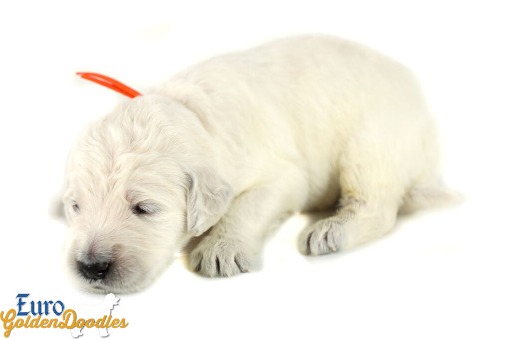 Lucy_Tucker_Aug2021_2WK_Mr. Orange_3 Lucy_Tucker_Aug2021_2WK_Mr. Orange_3
