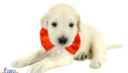 Lucy_Tucker_Aug2021_4WK_Mr. Orange_1