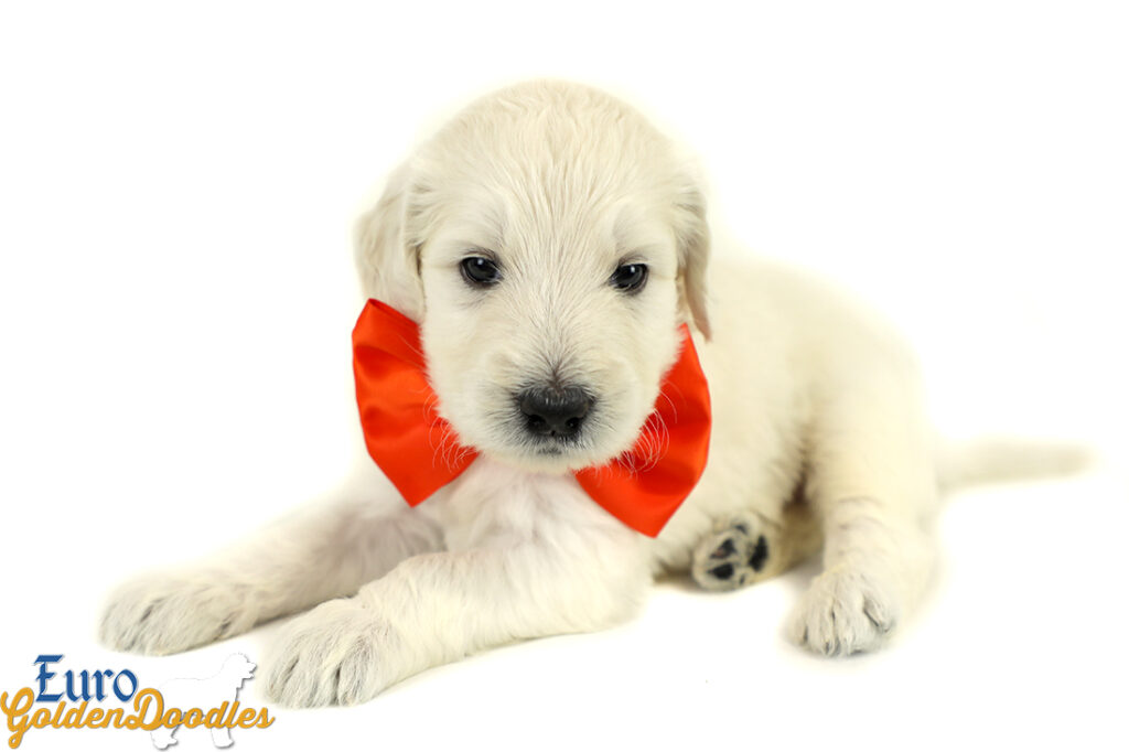 Lucy_Tucker_Aug2021_4WK_Mr. Orange_1 Lucy_Tucker_Aug2021_4WK_Mr. Orange_1
