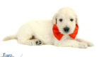 Lucy_Tucker_Aug2021_4WK_Mr. Orange_2