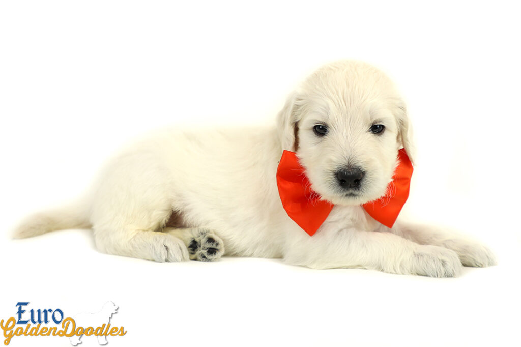 Lucy_Tucker_Aug2021_4WK_Mr. Orange_2 Lucy_Tucker_Aug2021_4WK_Mr. Orange_2