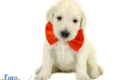 Lucy_Tucker_Aug2021_4WK_Mr. Orange_3