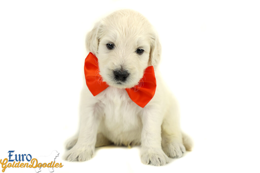 Lucy_Tucker_Aug2021_4WK_Mr. Orange_3 Lucy_Tucker_Aug2021_4WK_Mr. Orange_3