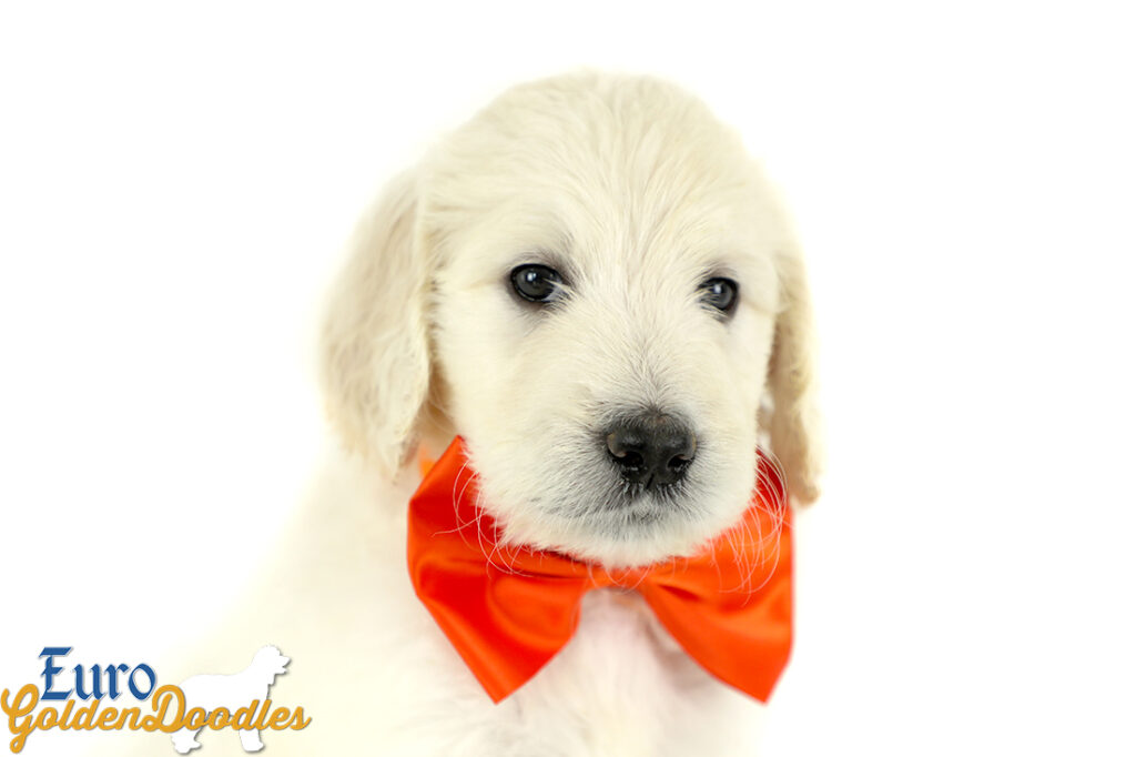 Lucy_Tucker_Aug2021_6WK_Mr. Orange_1 Lucy_Tucker_Aug2021_6WK_Mr. Orange_1