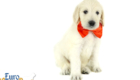 Lucy_Tucker_Aug2021_6WK_Mr. Orange_2