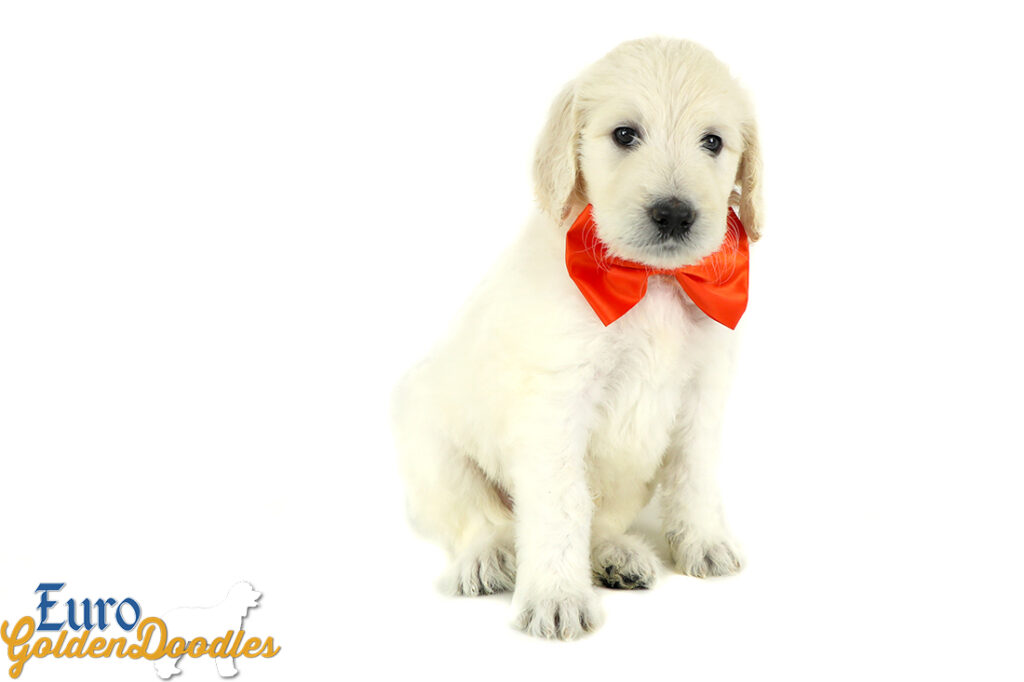 Lucy_Tucker_Aug2021_6WK_Mr. Orange_2 Lucy_Tucker_Aug2021_6WK_Mr. Orange_2